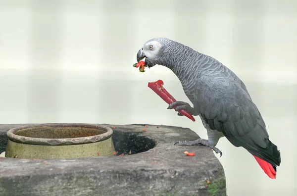 非洲灰鹦鹉在笼子里吃红辣椒 — 图库照片