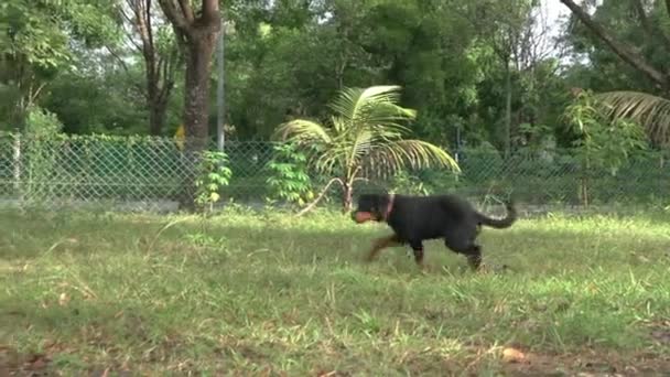 Lindo Perro Cachorro Correr Hombre Con Máscara Cara Cuando Llama — Vídeos de Stock