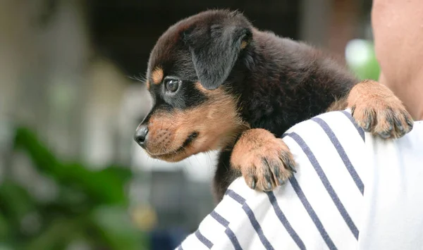 Niedliche Hundewelpen Klammern Sich Die Schulter Eines Erwachsenen Mannes Seitenansicht — Stockfoto