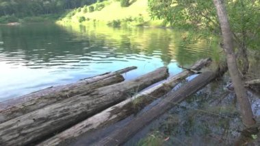 Suyun üzerindeki ışığın yansımasıyla gölde yüzen eski ağaçlar ya da kütükler. Güzel doğa..