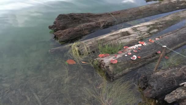 Racimos Hongos Comestibles Setas Silvestres Tronco Del Árbol Muerto Flotando — Vídeos de Stock