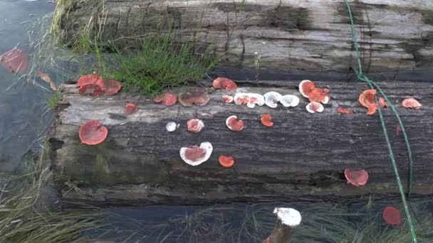 Aglomerados Fungos Não Comestíveis Cogumelos Selvagens Tronco Árvore Morta Flutuando — Vídeo de Stock