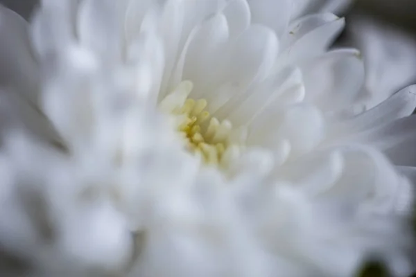 Close Photo Bouquet Golden Daisy Basket Spring Mood Macro Lens — Stock Photo, Image