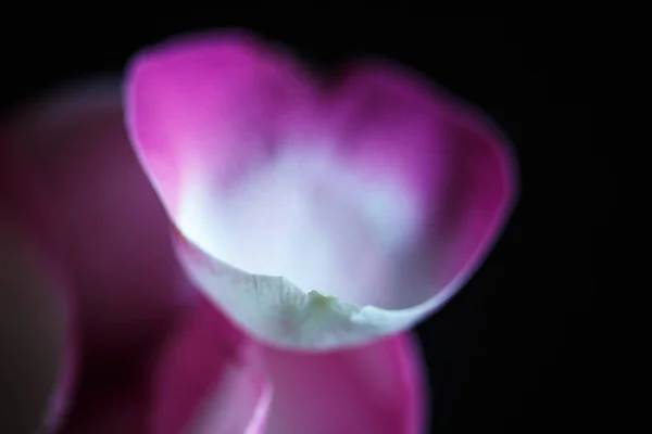 Foto Macro Cerca Pétalos Rosa Tazón Madera — Foto de Stock