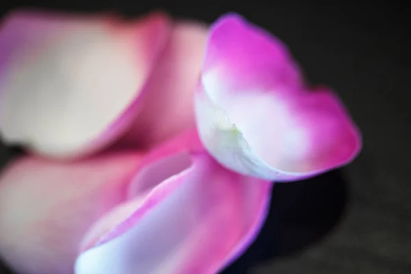 Close Macro Photo Rose Petals Wooden Bowl — Stock Photo, Image