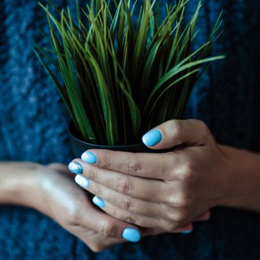 Güzel manikür, pastel ihale mavi renk oje, closeup fotoğraf. Eller bir bitki basit arka plan üzerinde tutun. 