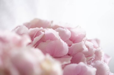 Açık pembe ortanca buketi, yakın plan fotoğraf.