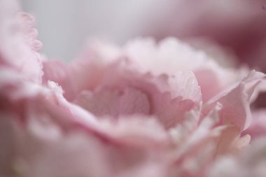 Açık pembe ortanca buketi, yakın plan fotoğraf.