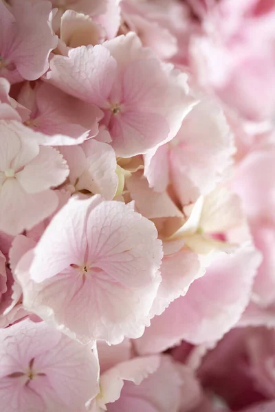 Light Tender Pink Hydrangea Bouquet Closeup Photo — Stock Photo, Image