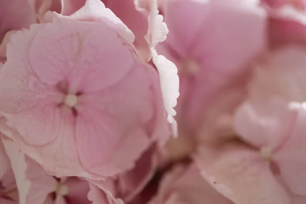 Light Tender Pink Hydrangea Bouquet Closeup Photo — Stock Photo, Image