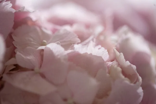 Light Tender Pink Hydrangea Bouquet Closeup Photo — Stock Photo, Image