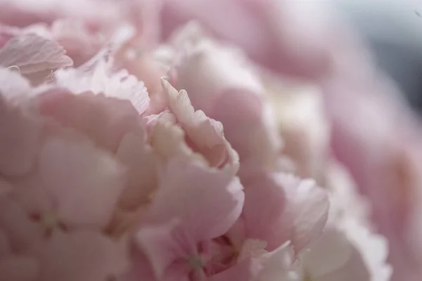 Light tender pink hydrangea bouquet, closeup photo