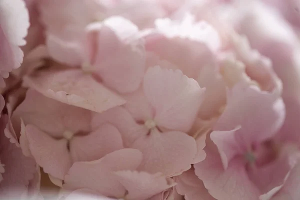 Light Tender Pink Hydrangea Bouquet Closeup Photo — Stock Photo, Image