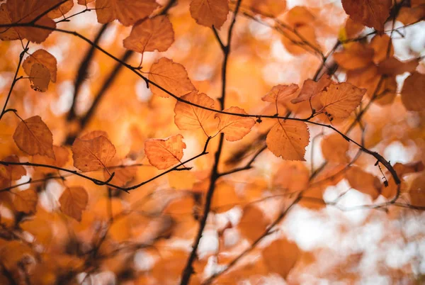 Hojas Anaranjadas Árbol Otoño Entre Las Ramas Antes Que Ponga — Foto de Stock