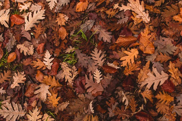 Дубовые Листья Упали Землю Осенью Однажды Лесу — стоковое фото