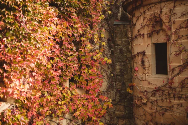 autumn leaves and window castle, Olite, Navarra, Spain