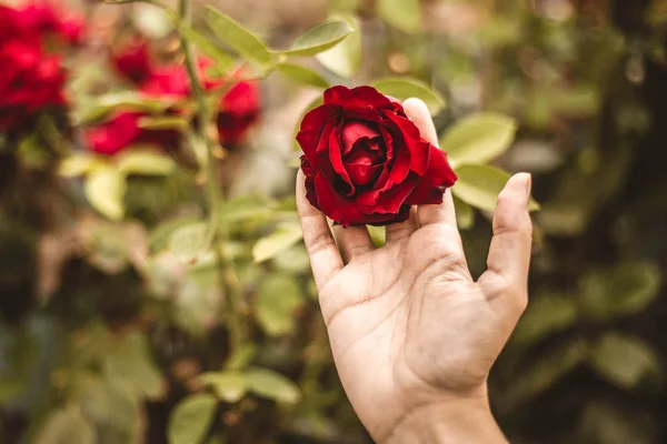 ดอกก หลาบแดงในสวนด วยม อเด — ภาพถ่ายสต็อก