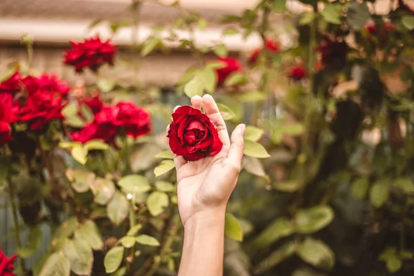ดอกก หลาบแดงในสวนด วยม อเด ยวส าหร นวาเลนไทน — ภาพถ่ายสต็อก