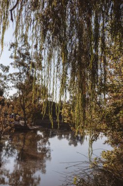 bir göl ve bitki örtüsü çok güzel park