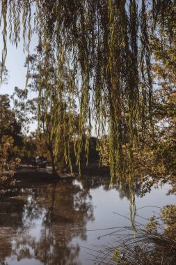 bir göl ve bitki örtüsü çok güzel park