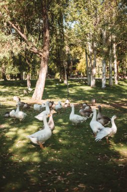 ördekler parkta onların ducklings koruma