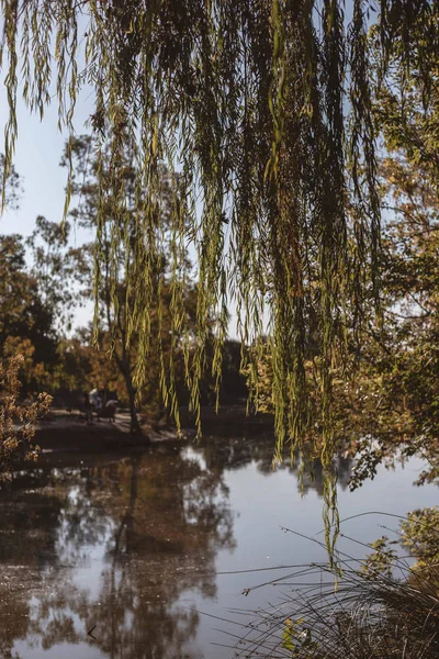 bir göl ve bitki örtüsü çok güzel park