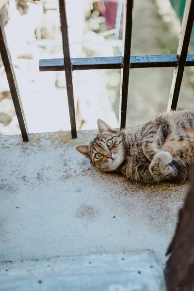 Tabby cat resting lying on a balcony — Stock Photo, Image