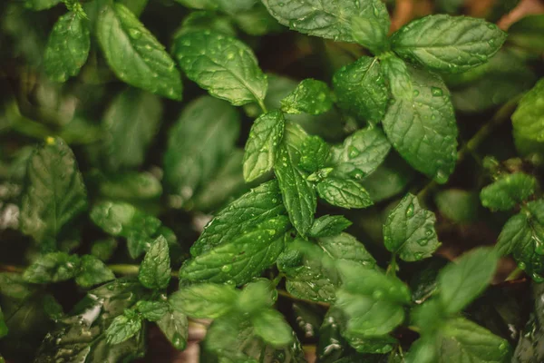 wet peppermint plants after a rainy day