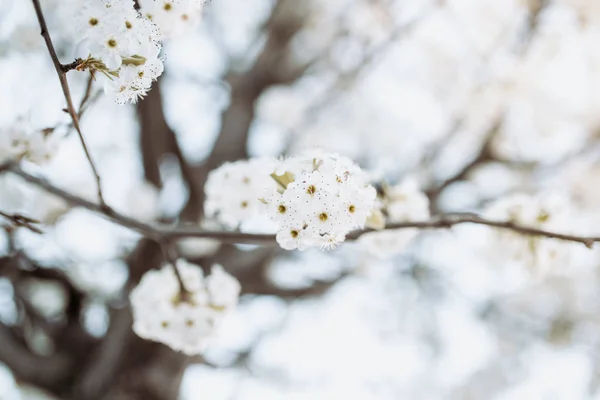 Ág fehér virágok fa tavasszal — Stock Fotó