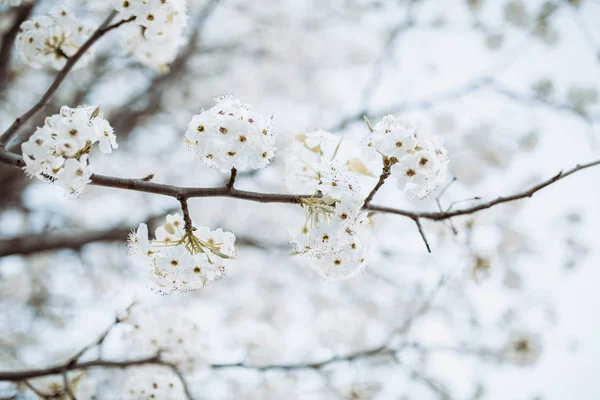 Zweig mit weißen Blüten Baum im Frühling — Stockfoto