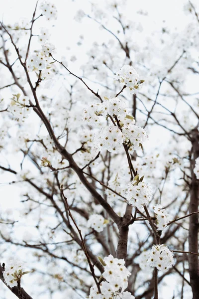 Zweig mit weißen Blüten Baum im Frühling — Stockfoto