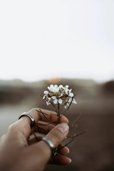 ผู้หญิงมือกับแหวนจับดอกไม้สีขาวป่าที่พระอาทิตย์ตกในฤดูใบไม้ผลิ — ภาพถ่ายสต็อก