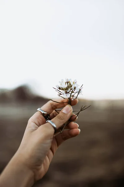 Ženská ruka s prstenci chycení divokých bílých květin při západu slunce na jaře — Stock fotografie