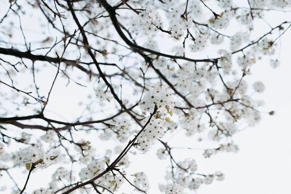 Zweig mit weißen Blüten Baum im Frühling — Stockfoto