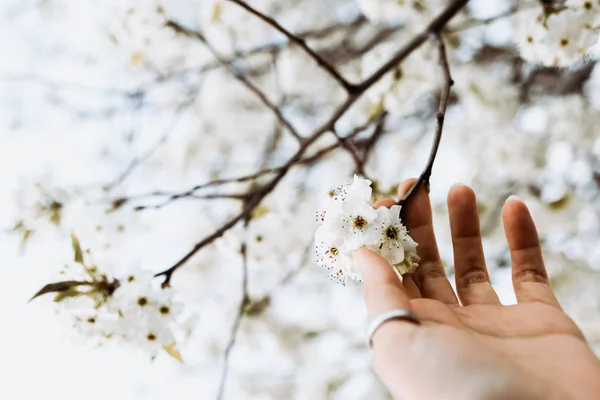 ผู้หญิงมือกับแหวนเลือกดอกไม้สีขาวจากสาขาในฤดูใบไม้ผลิ — ภาพถ่ายสต็อก