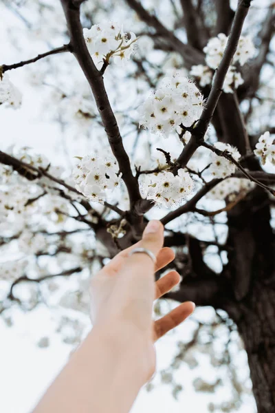 ผู้หญิงมือกับแหวนเลือกดอกไม้สีขาวจากสาขาในฤดูใบไม้ผลิ — ภาพถ่ายสต็อก