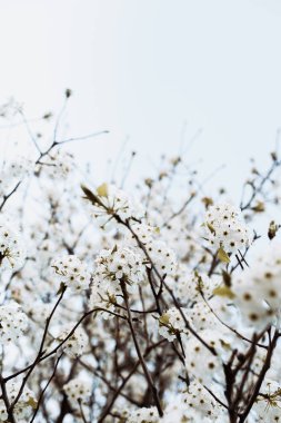 bahar beyaz çiçekler ağacı ile şube