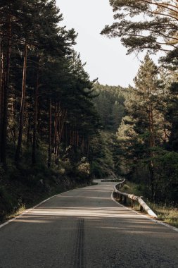 dağlarda çam arasındaki yol