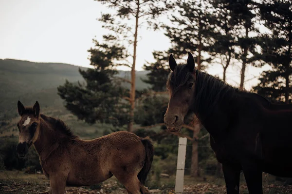 Mother mare and foal in the middle of a forest in the nature — Stock Photo, Image