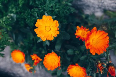 Yeşil çim üzerinde çiçeklenme turuncu Calendula officinalis çiçekler