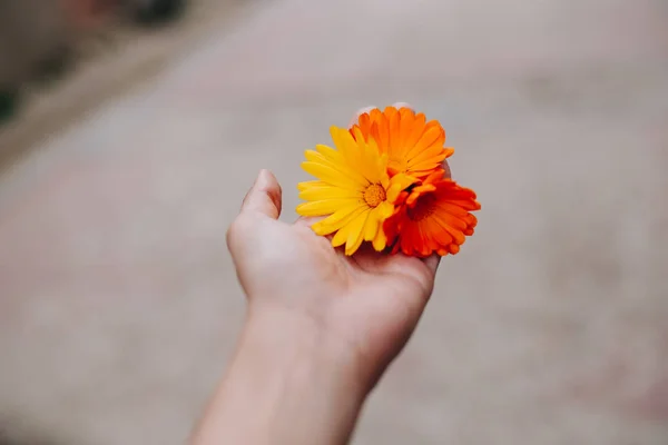 ดอกไม้สีเหลืองและสีส้มของ officinalis ปฏิทินในมือของผู้หญิง — ภาพถ่ายสต็อก