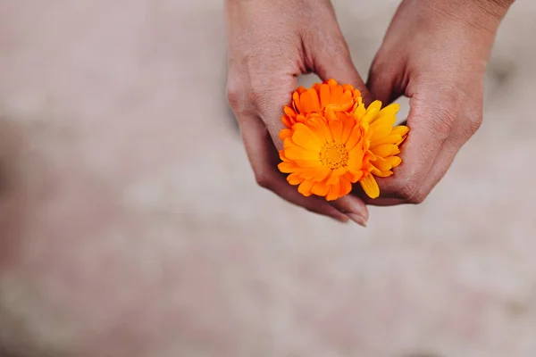 ดอกไม้สีเหลืองและสีส้มของ officinalis ปฏิทินในมือของผู้หญิง — ภาพถ่ายสต็อก