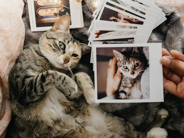 Gato tabby deitado na cama e várias fotos retro — Fotografia de Stock