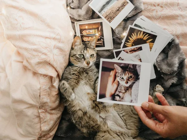 Gato tabby deitado confortavelmente na cama e várias fotos retro — Fotografia de Stock