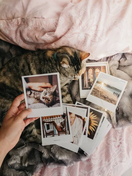 Gato tabby deitado na cama e várias fotos retro — Fotografia de Stock