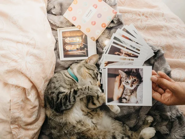 Gato tabby deitado confortavelmente na cama e várias fotos retro — Fotografia de Stock