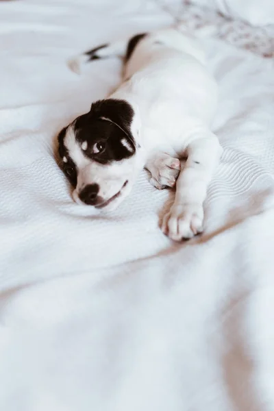 Close-up van een zwart-witte pup liggend op het bed kijken naar de camera. Selectieve focus — Stockfoto