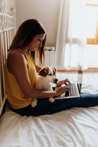 ผู้หญิงสวยนั่งบนเตียงพิมพ์บนแล็ปท็อปกับสุนัขของเธอ แจ็ค รัสเซล เทอเรียร์ บนขาของเธอตอนพระอาทิตย์ตก รูปภาพสต็อก
