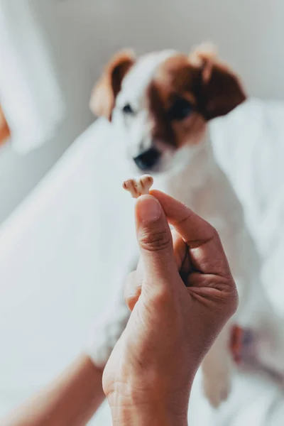 Adorável cão jack russell recebendo um biscoito como um deleite para o bom comportamento da mão de seu proprietário. Lazer em casa. Conceito de amor . Fotos De Bancos De Imagens Sem Royalties