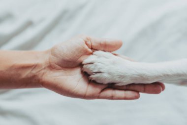 Kadın el yavaşça beyaz bir köpek pençesi tutuyor. Paws sallamak için tren köpek. Evde boş zaman. Aşk kavramı